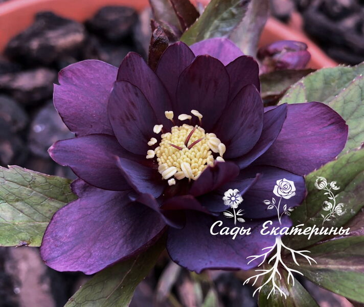  № 16   Double  Purple 