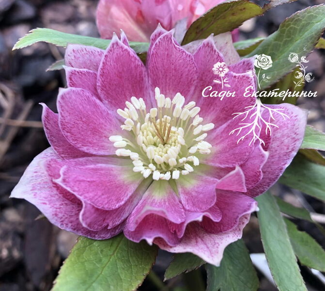 № 57 Double Pink Spotted