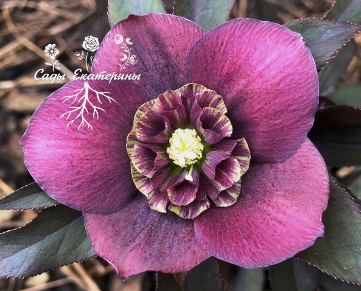  № 76   Spring Belle