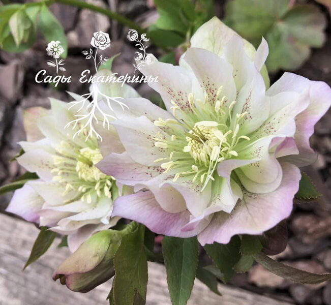 № 22 Double Ellen White