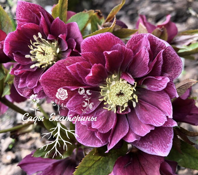    № 78  Double Red Spotted