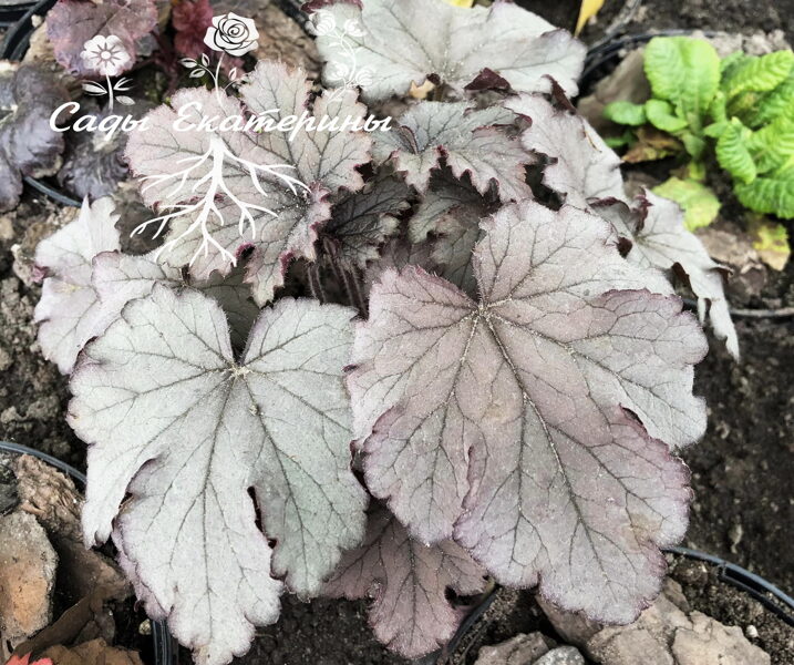 № 204 Plum Cascade