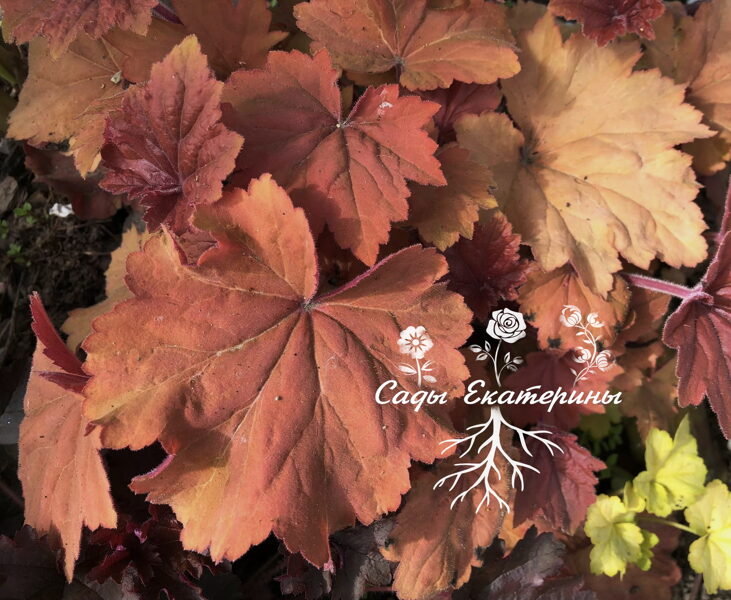  № 136  Mega Caramel