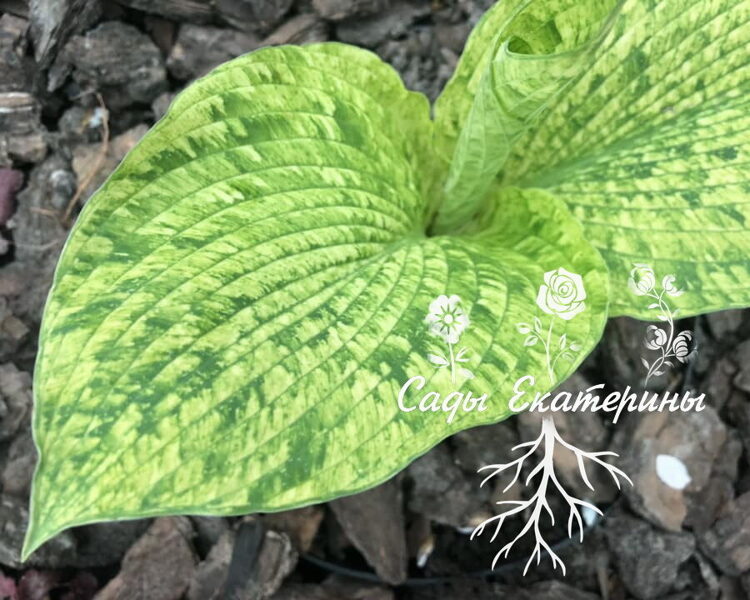  № 400  Danica Poul