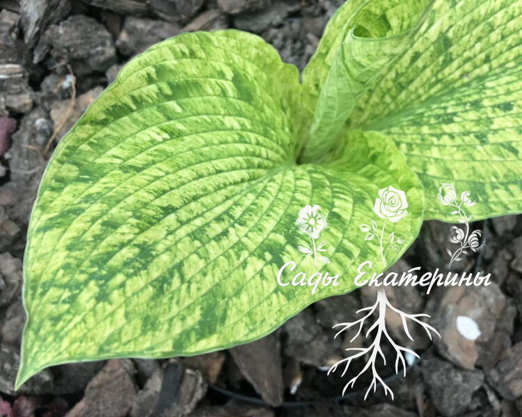  № 400  Danica Poul