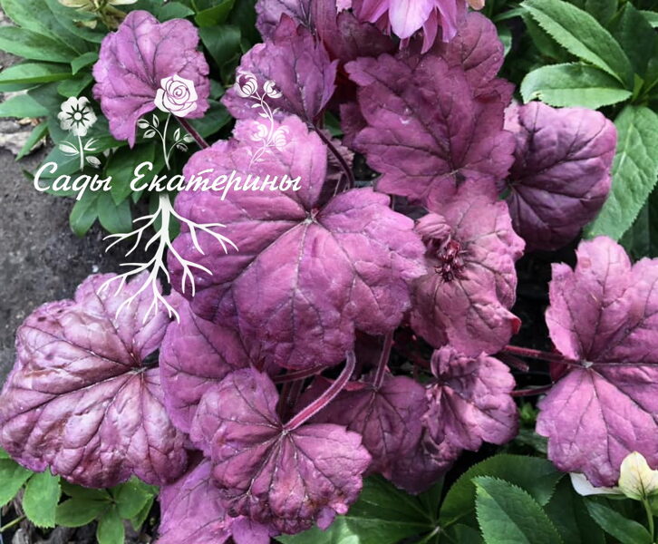  № 145 Georgia Plum