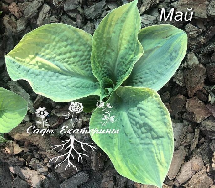 № 207 Paradise Surprise