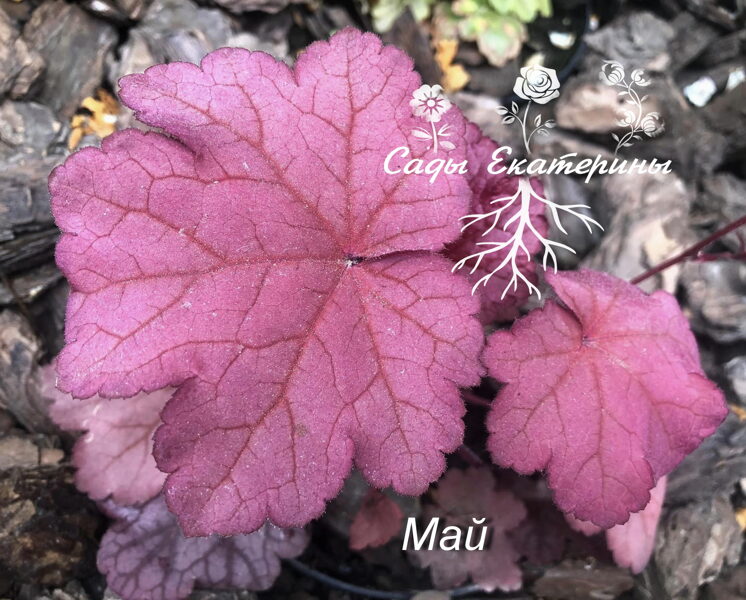  № 157 Raspberry Sea