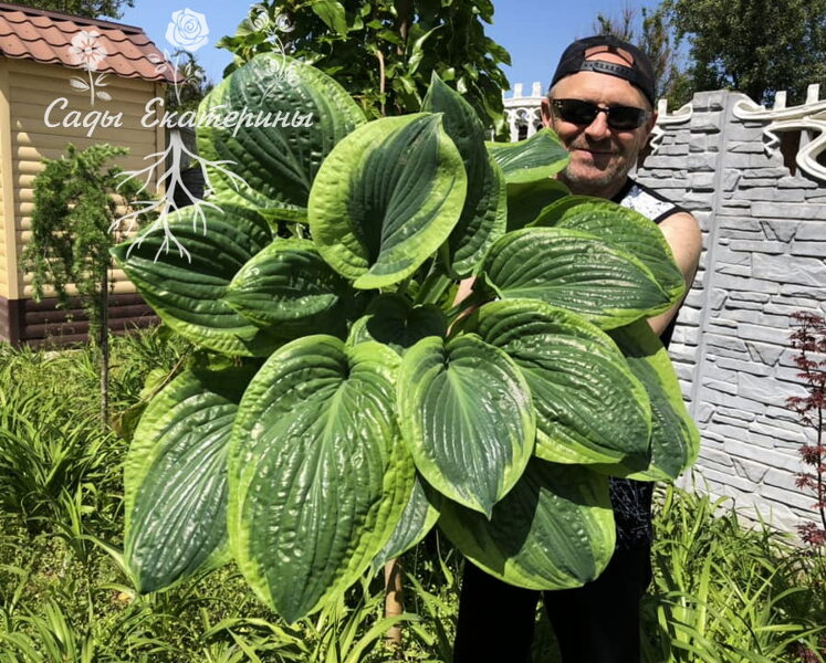 № 248   Capitol Hill