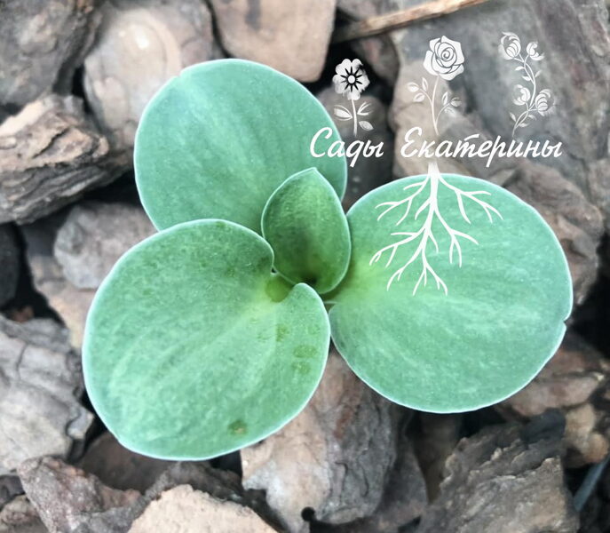  № 43 Blue spiny mouse 