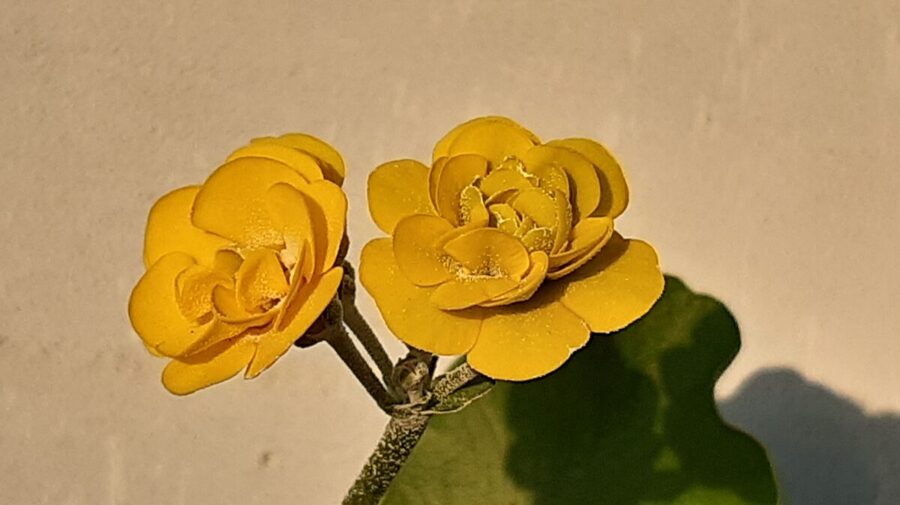 № 68 'Forest Kingcup'