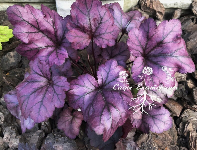  № 134  Plum Royale	