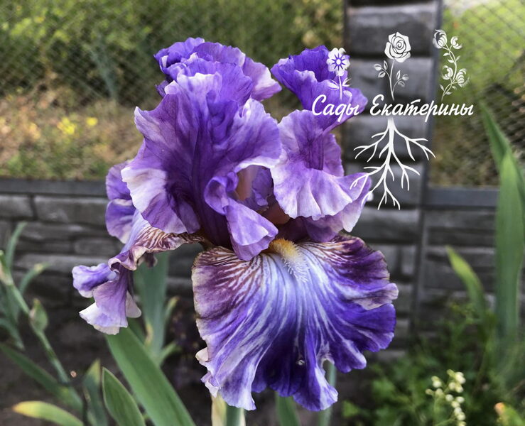  №  40 You're A Mess 