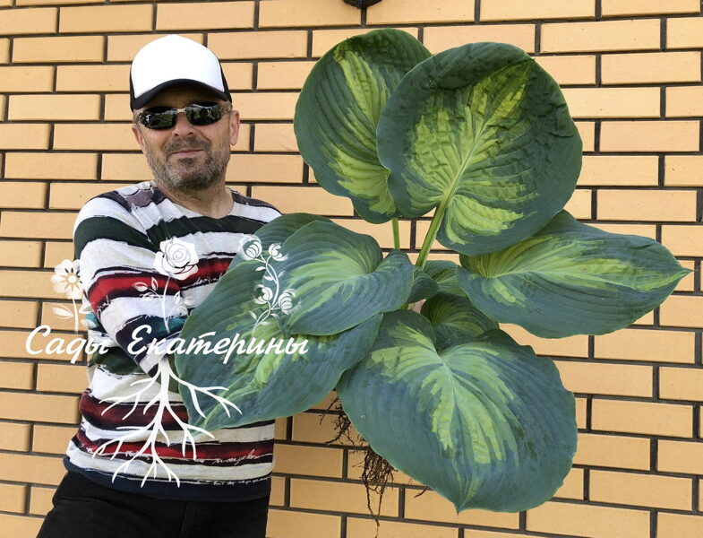  № 96 Simply Sharon