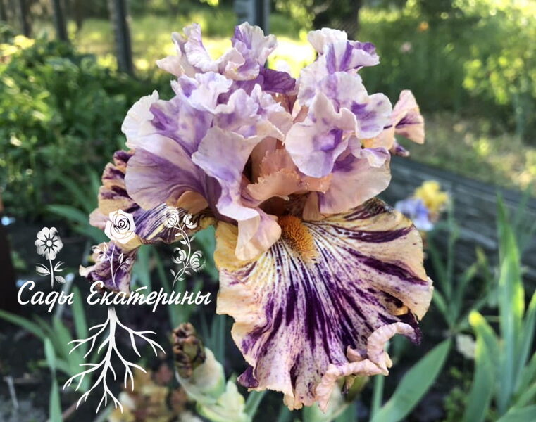  № 41 I’m Not Stable.