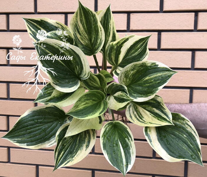  №329    Searchlight 