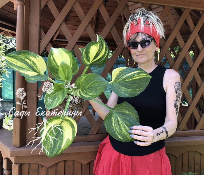  № 168  William Lachman 