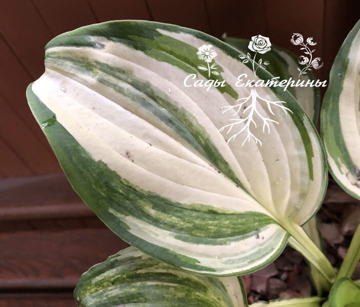   № 404   Edwin Bibby 