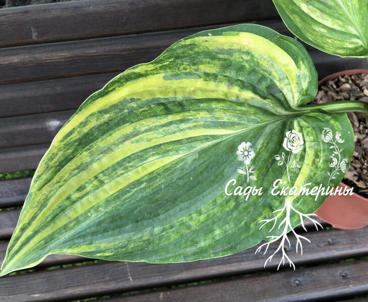 № 423 Bee Still My Heart