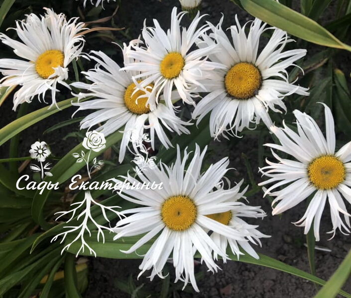  № 43  Sweet Daisy Cher