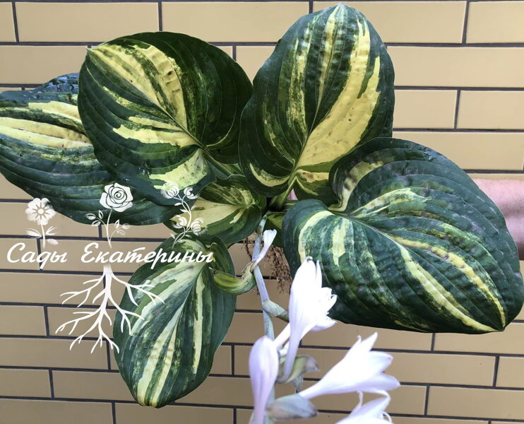  № 148  Pin Stripe Sister 