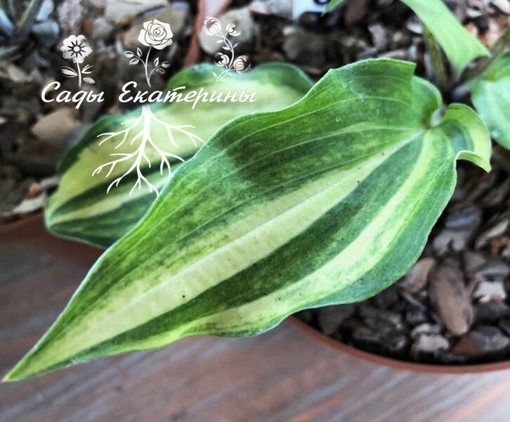  № 418 Valleys Kishu 