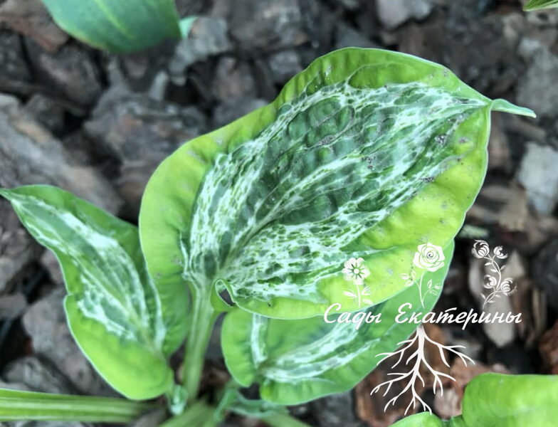 №110 Winter Lightning