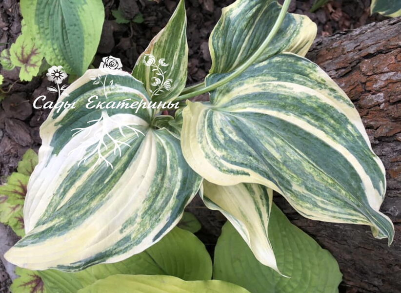 №75  Confused Angel   