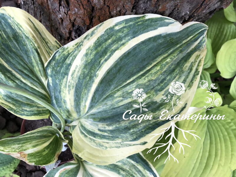 №75  Confused Angel   