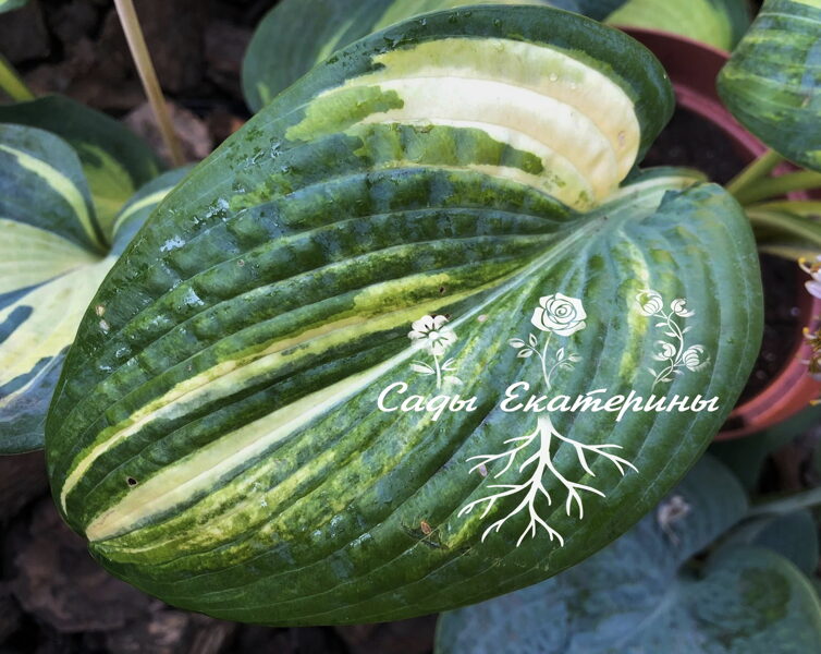 № 425 Rich and Beauty