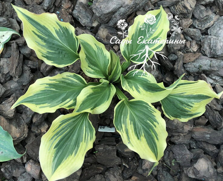  №89 PAISLEY BORDER 