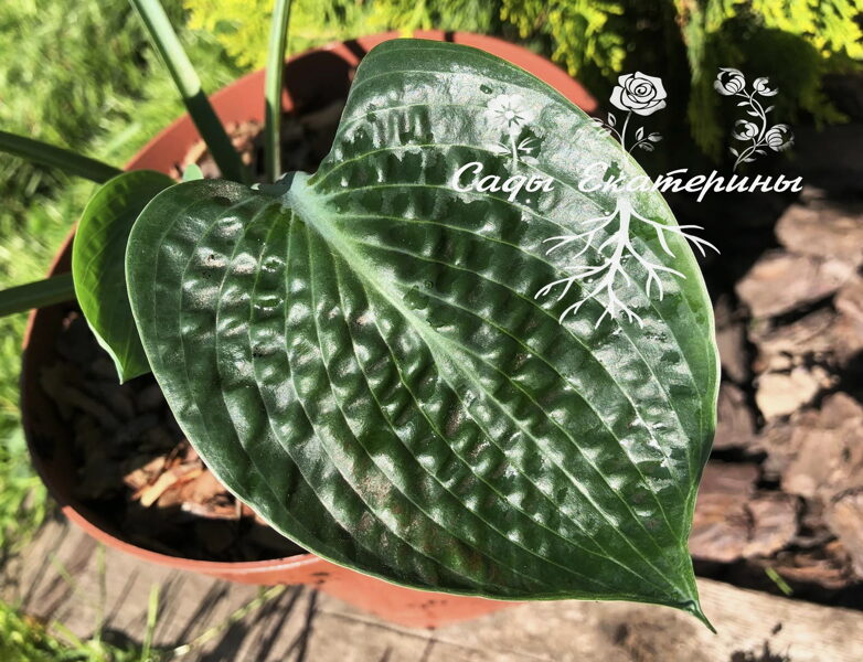  № 387  Deep Green Ocean