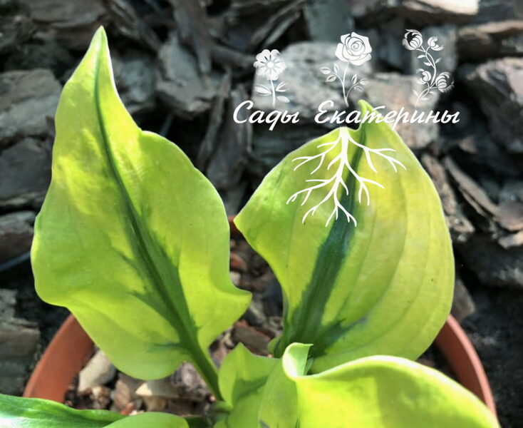 №112  'Stitch In Time'