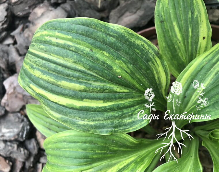  №  116   Kaleidochrome