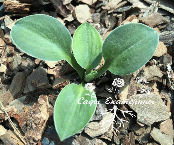  № 58  American Super Mouse