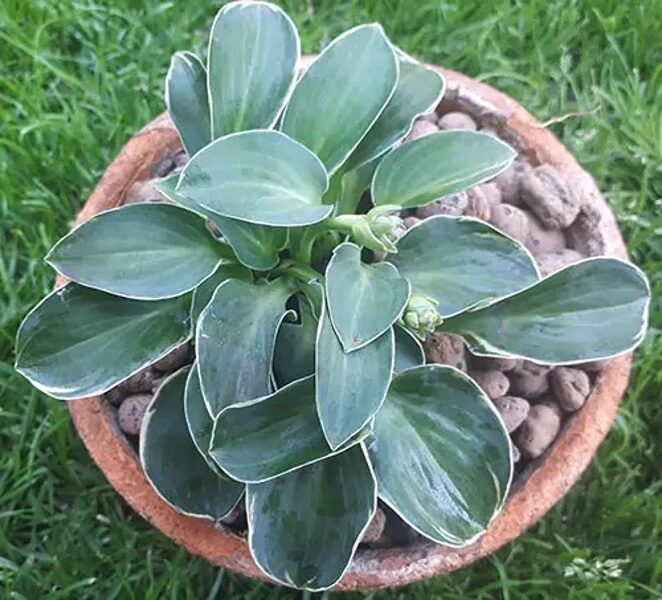  № 68  Buffalo Ice Mouse