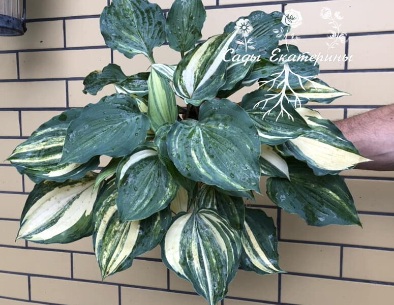   № 102  Exotic Dancer 