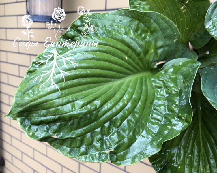  № 431  Paradise Maverick