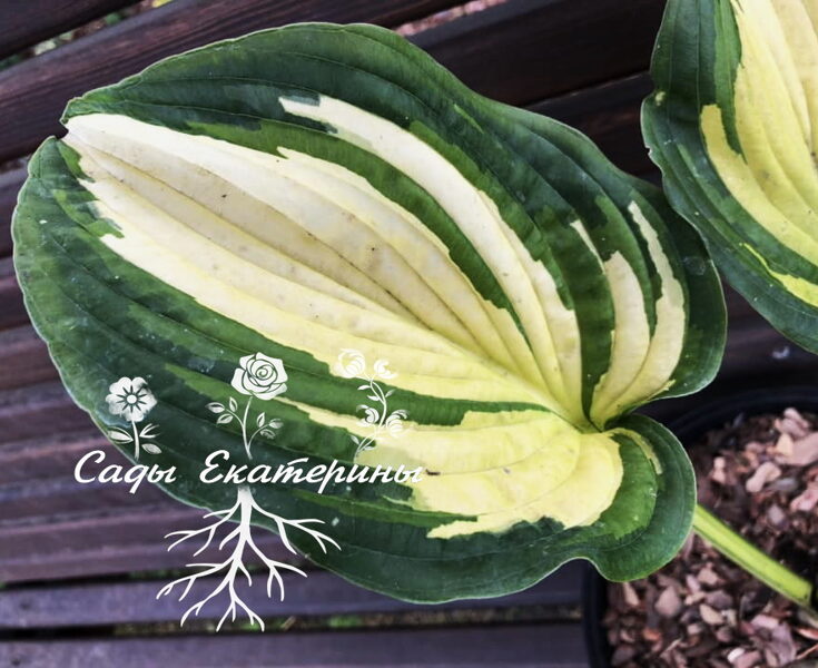  № 282  Imperial Palace