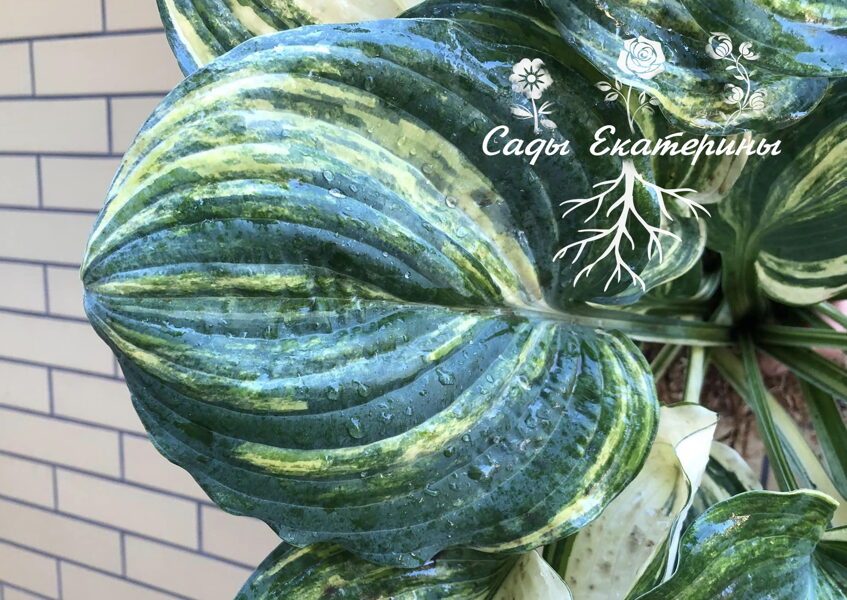 №130 Brave Attempt