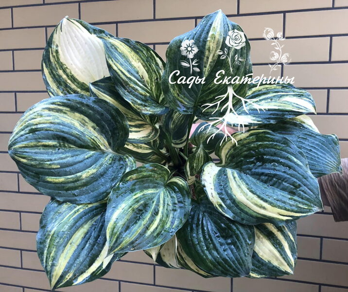  №130 Brave Attempt