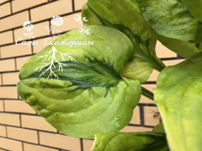  № 151  Stitch Genes 