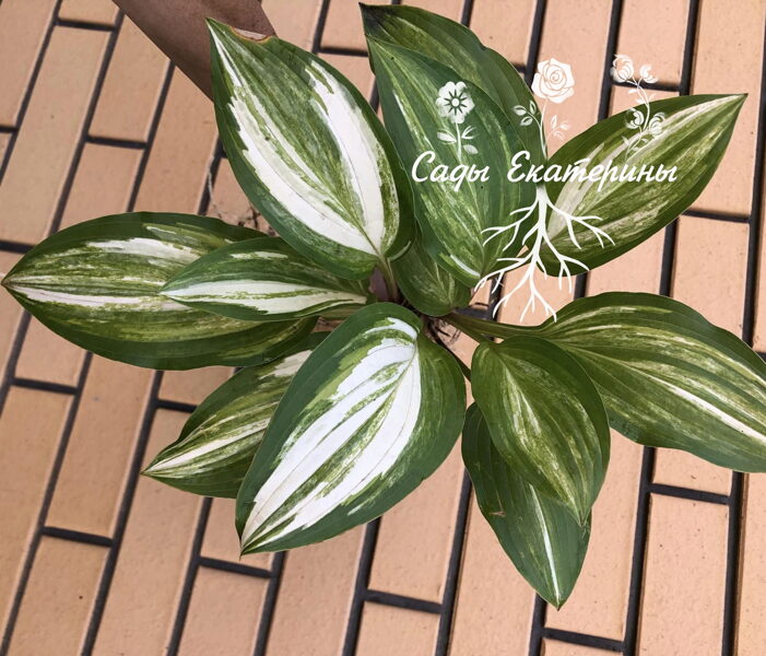 № 244  Neat Splash