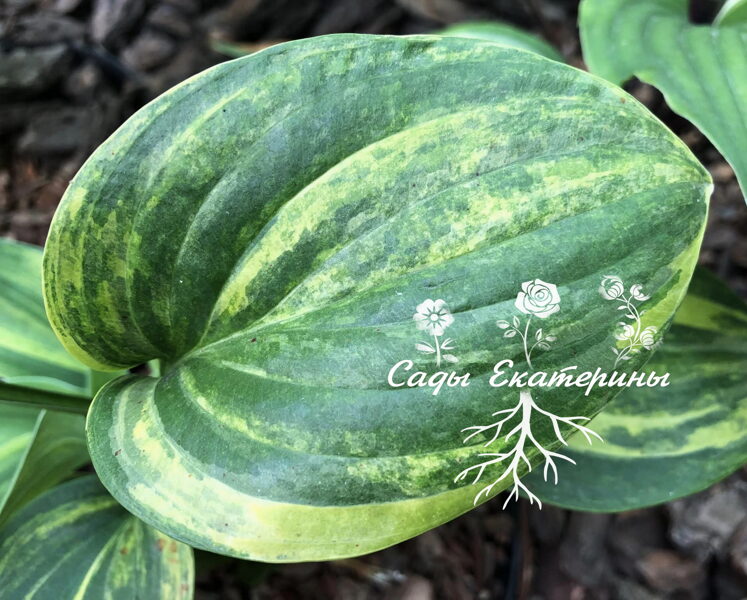 № 263  Coastal Tropical Fish