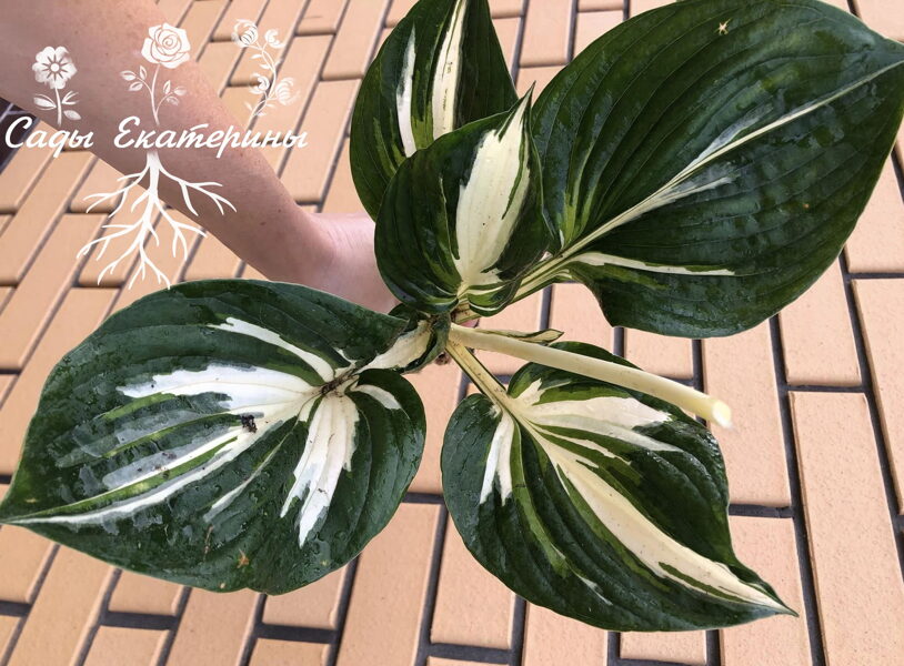  №95 Clifford's Stingray ( Клиффордс Стингрей)