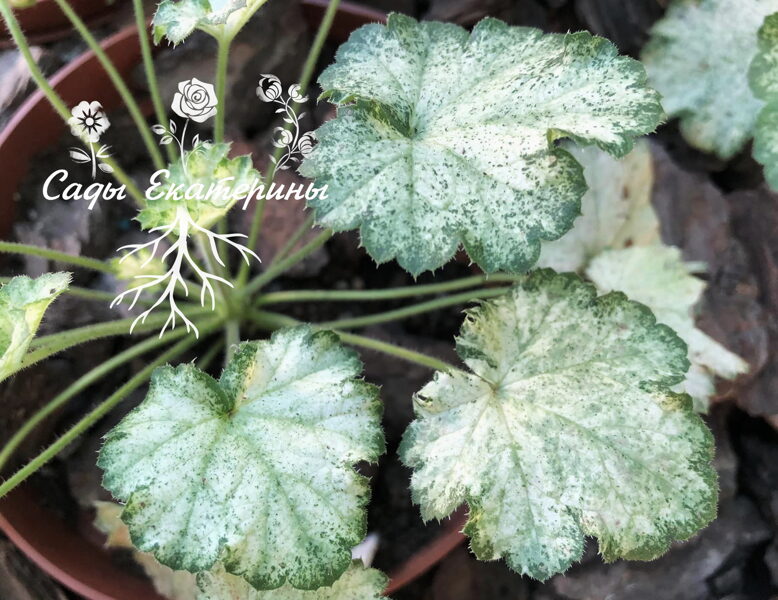   № 193 'Frosty Morn'       