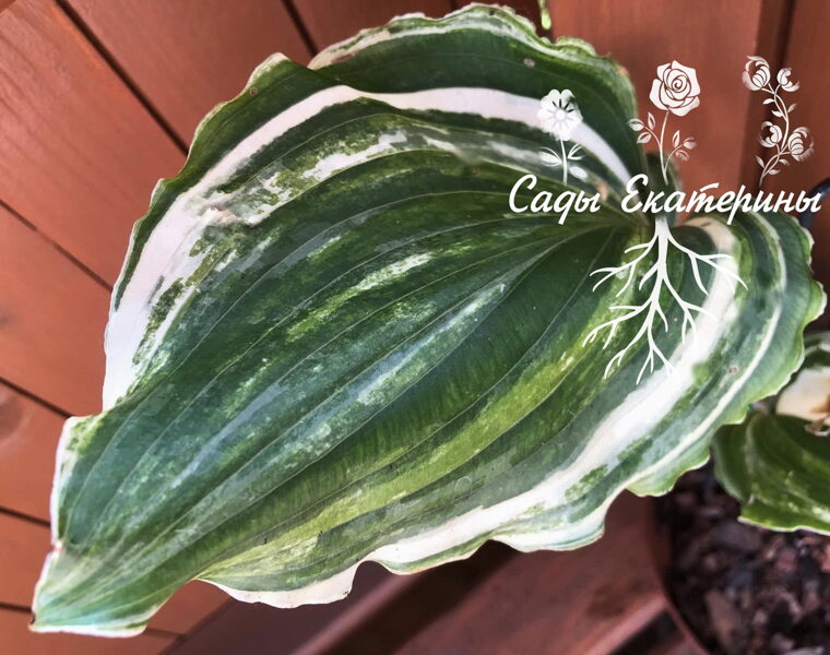 № 436 Valley's Ticket to Ride   