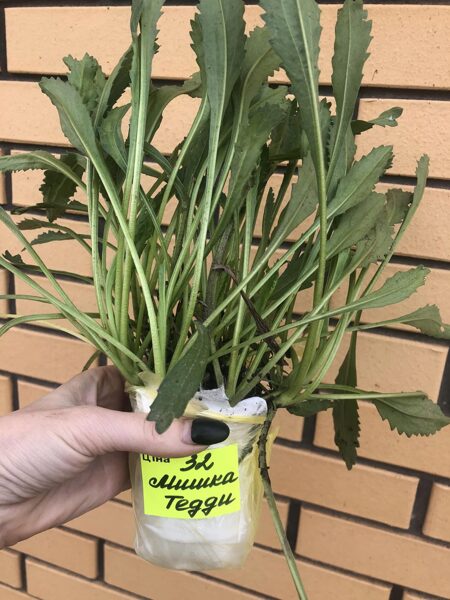 Образец отправки в сентябре