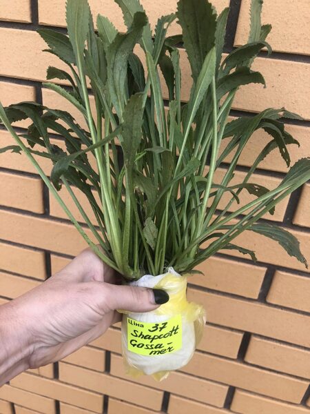 Образец отправки в сентябре