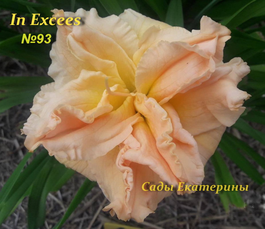 №93 In Excees ( Ин Эксесс )
